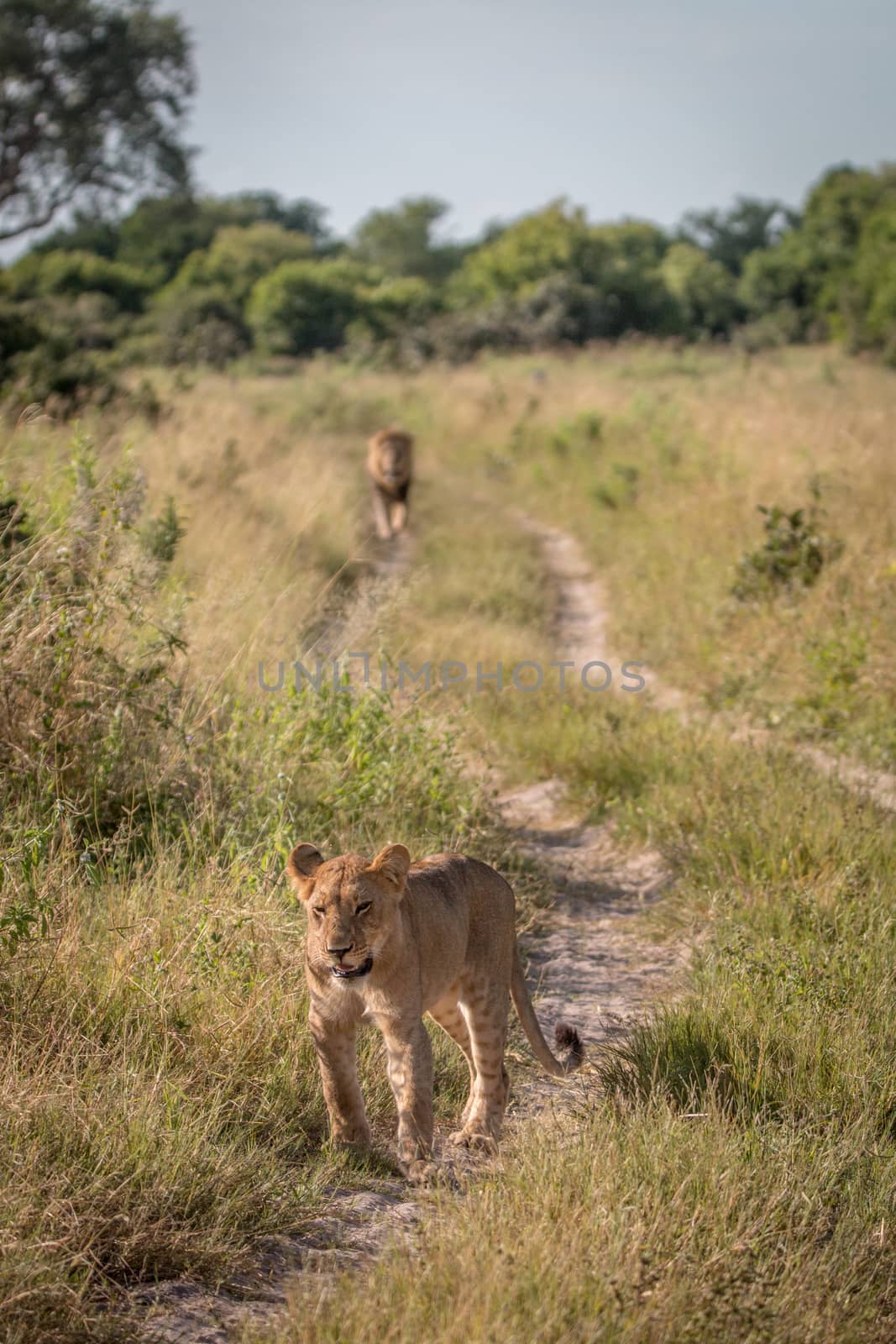 A Lion cub walking on the road. by Simoneemanphotography