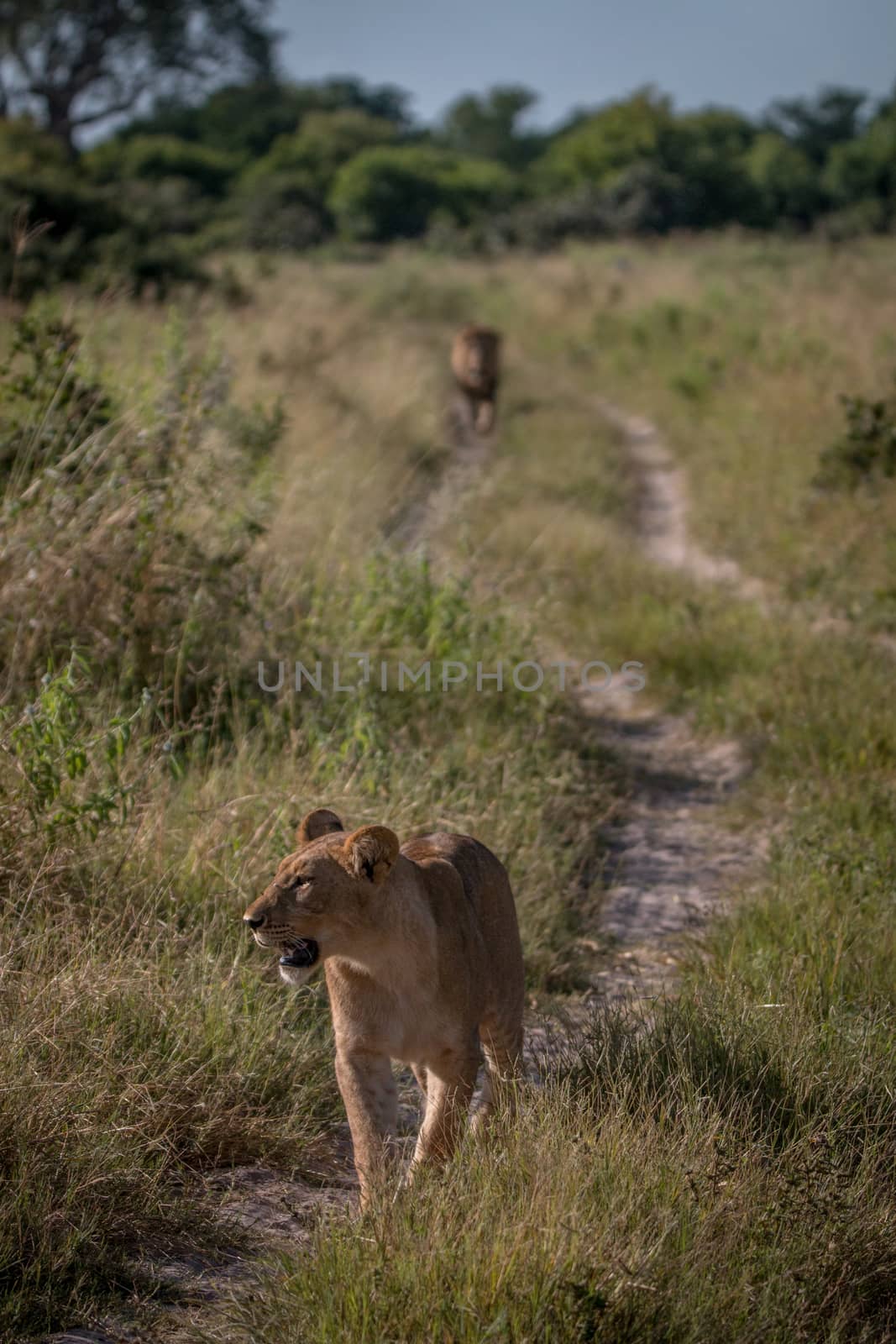 A Lion cub walking on the road. by Simoneemanphotography