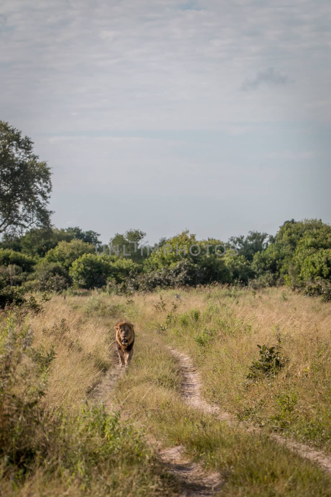 A male Lion walking towards the camera. by Simoneemanphotography