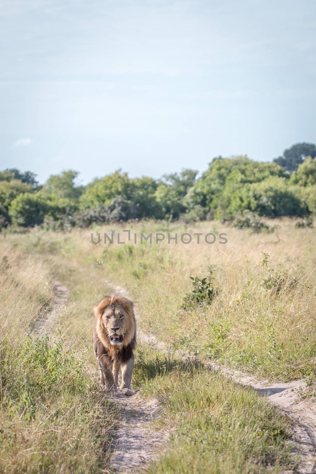 A male Lion walking towards the camera in the Chobe National Park, Botswana.