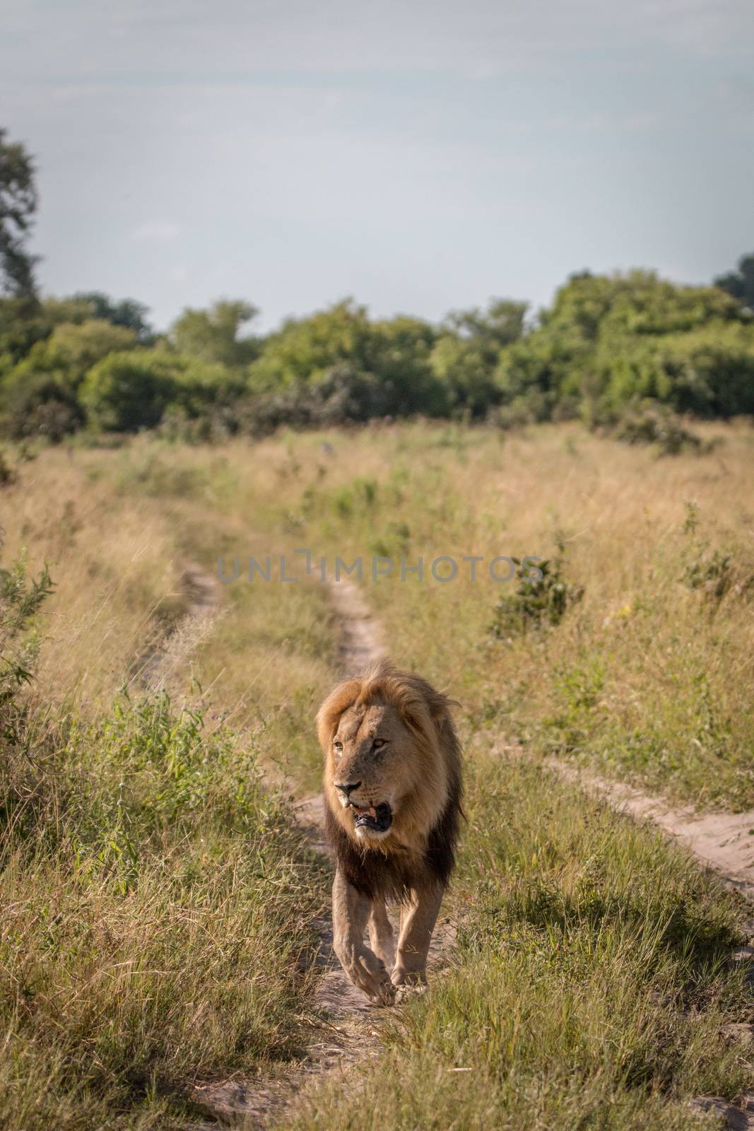 A male Lion walking towards the camera in the Chobe National Park, Botswana.