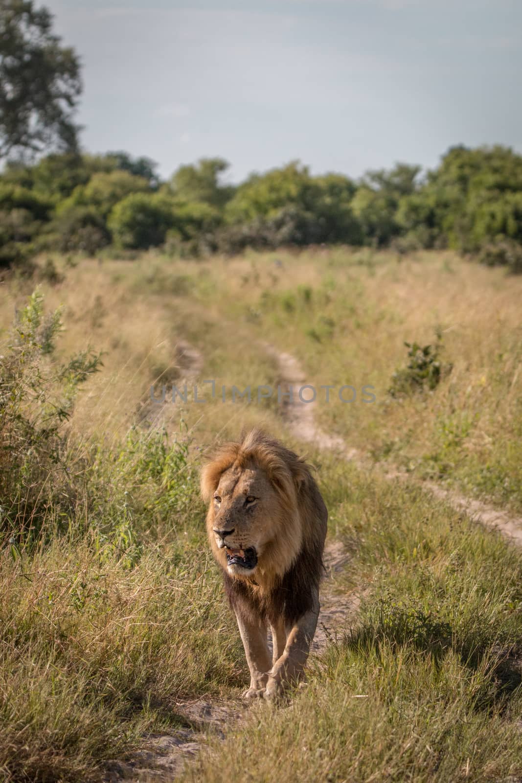 A male Lion walking towards the camera. by Simoneemanphotography