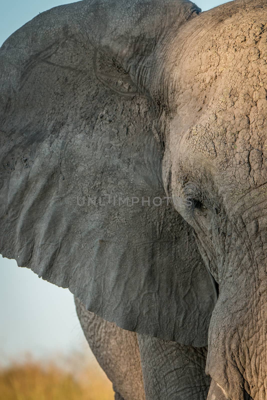 Close up of the face of an Elephant. by Simoneemanphotography