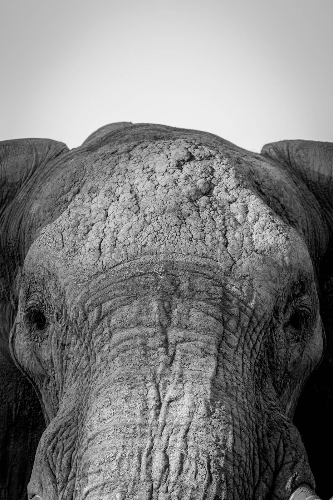 Close up of the face of an Elephant. by Simoneemanphotography