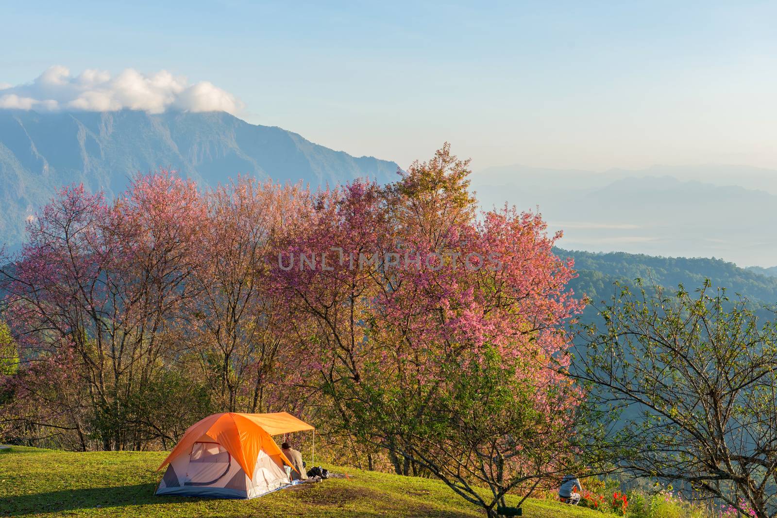 Camping tent in campground on top of mountain with sunrise at Doi Luang Chiang Dao, ChiangMai Thailand.
