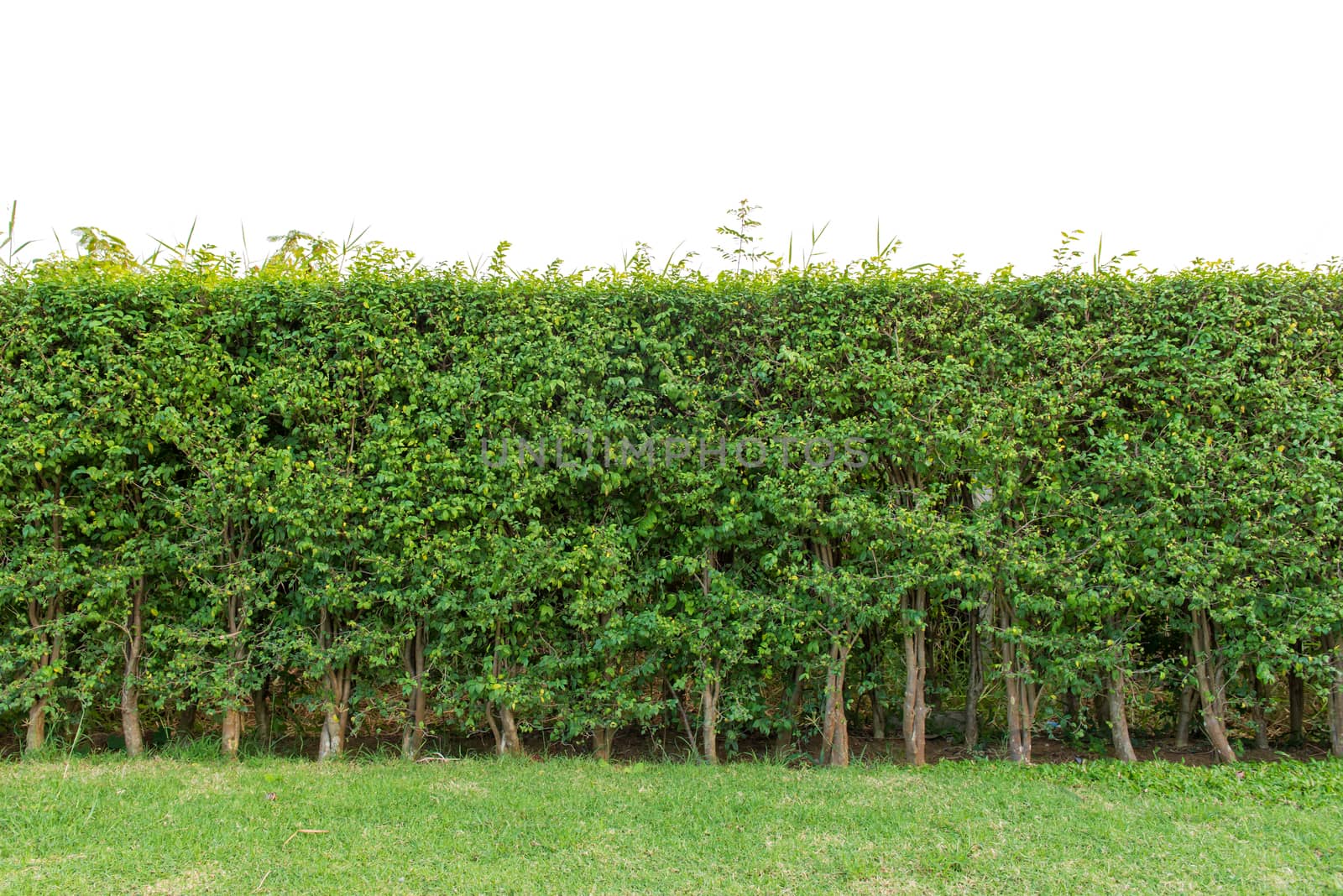 hedge fence or Green Leaves Wall isolated on white background.