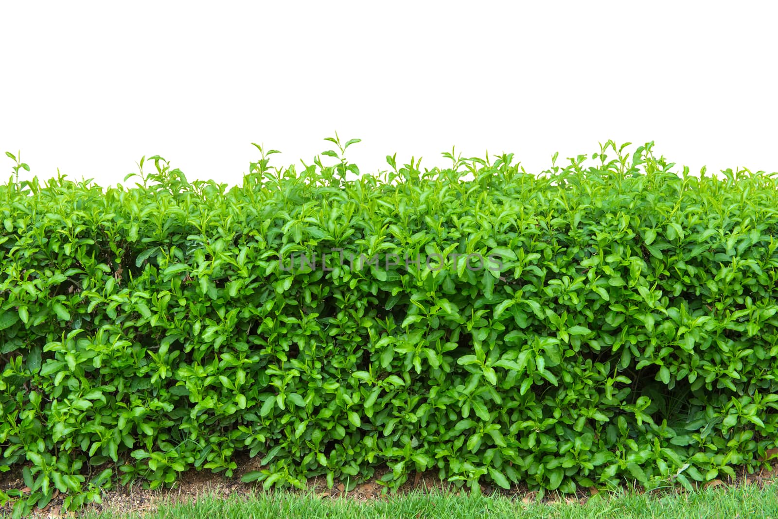 hedge fence or Green Leaves Wall isolated on white background.