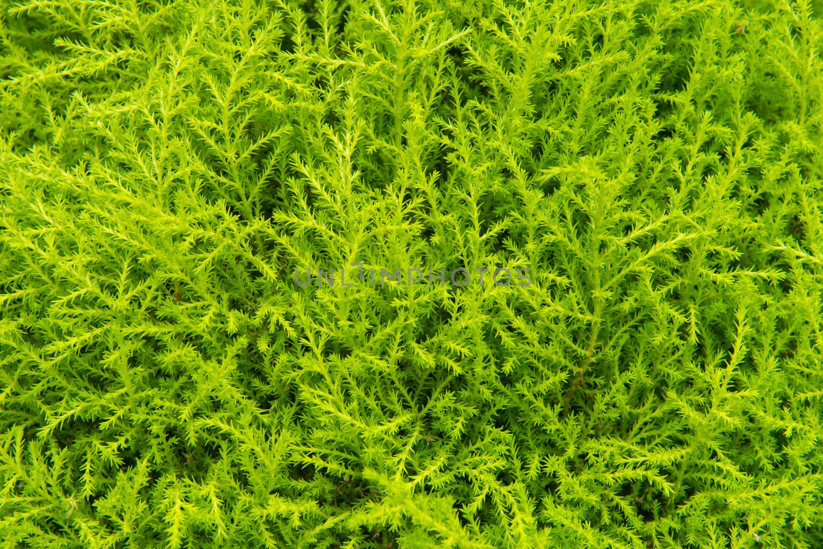 green leaf in agricultural farm for background.