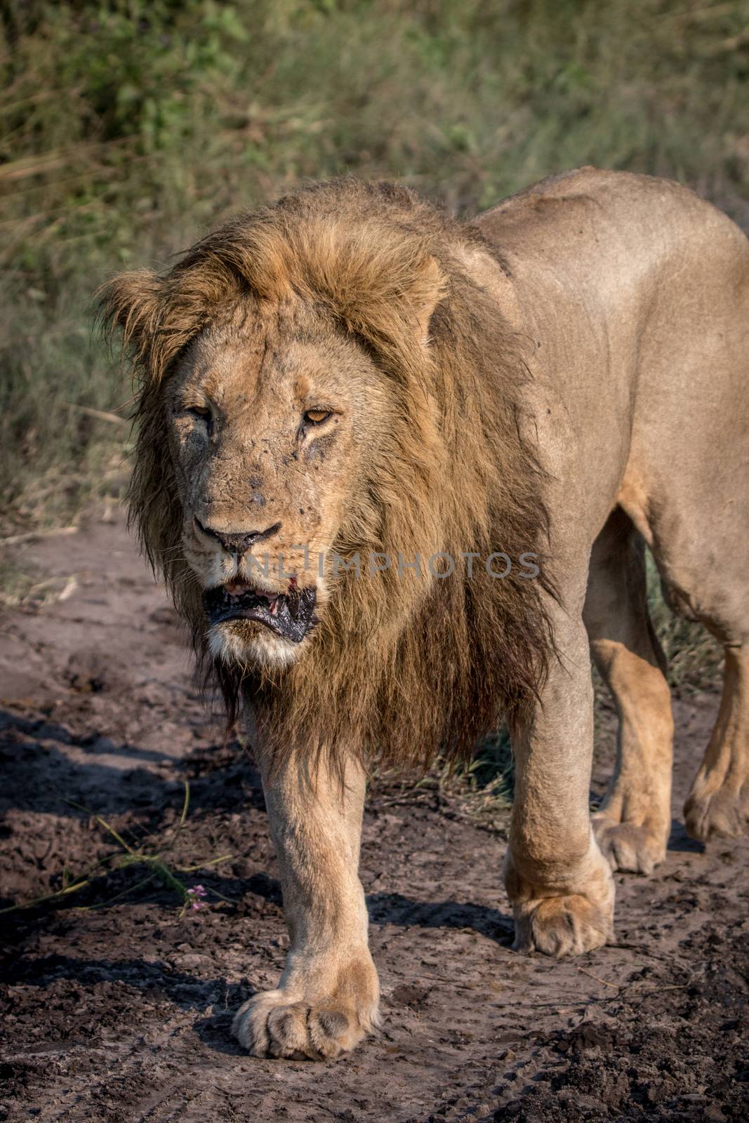 A male Lion walking towards the camera in the Chobe National Park, Botswana.