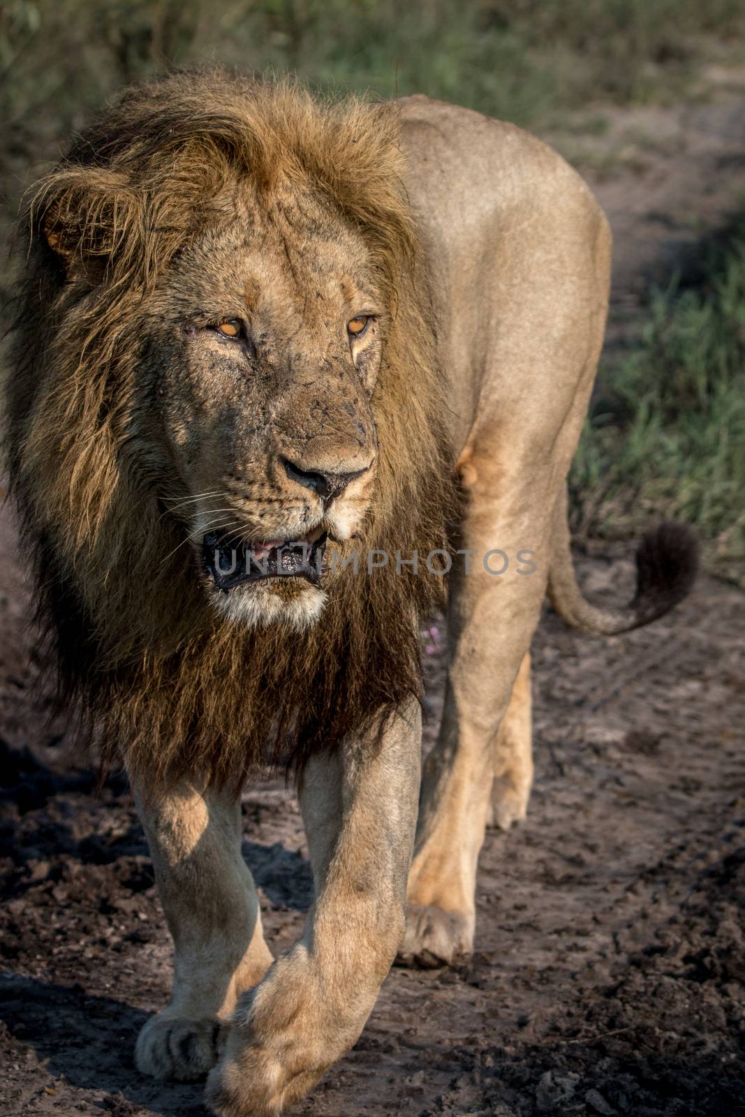 A male Lion walking towards the camera in the Chobe National Park, Botswana.