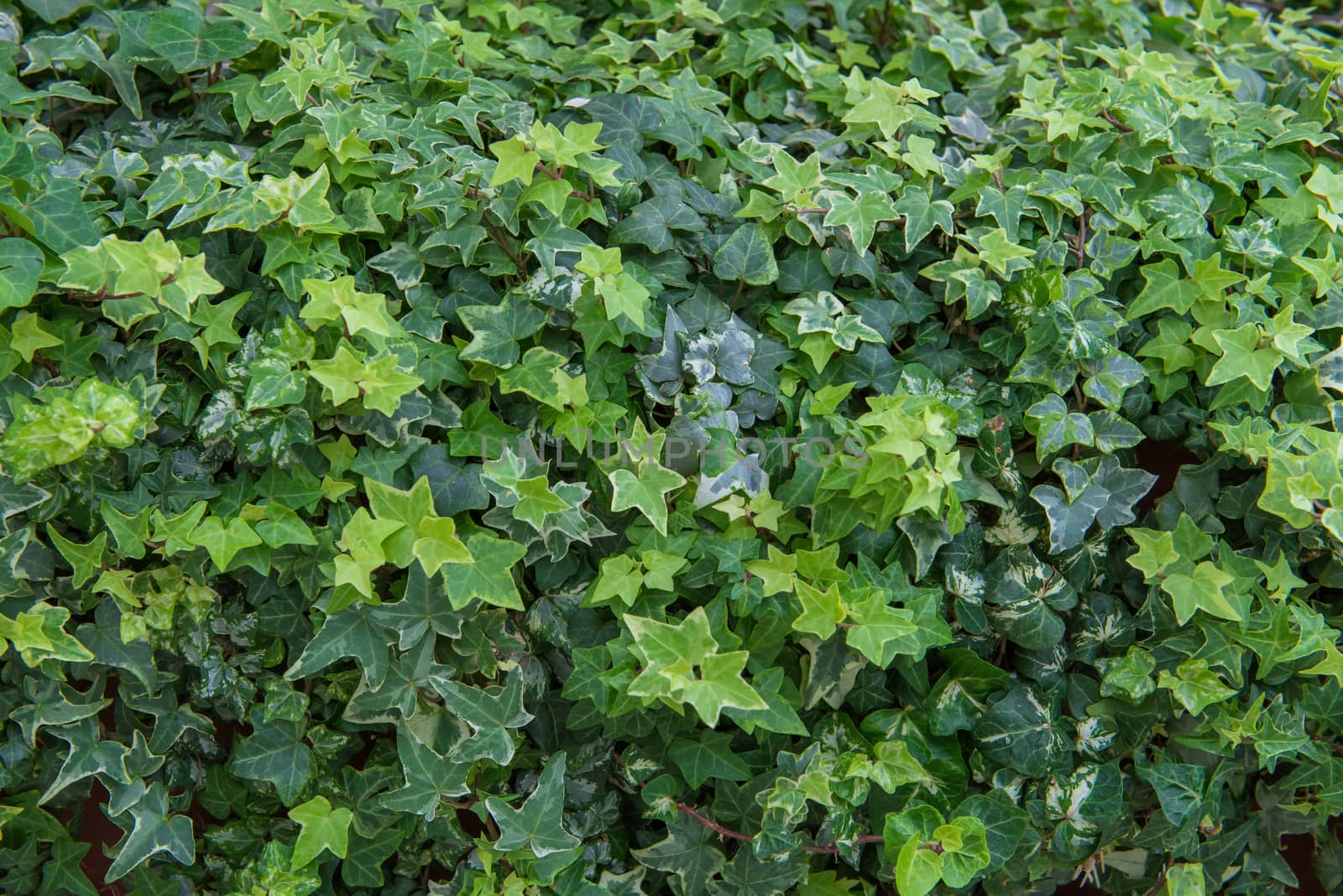 green leaf in agricultural farm for background.