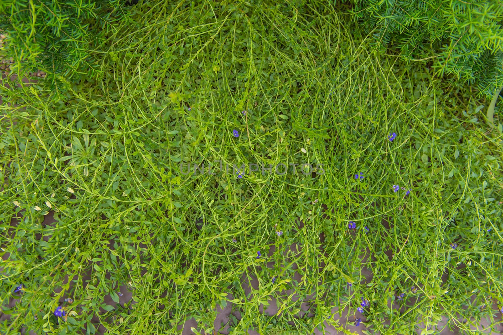 green leaf in agricultural farm for background.