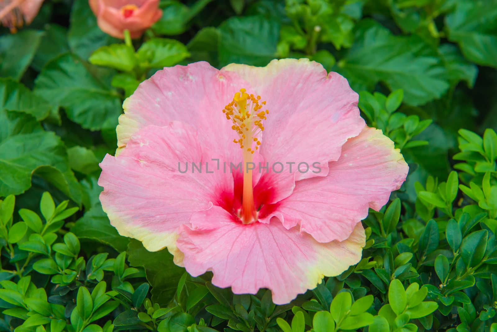 Fresh hibiscus pink flower in the garden.