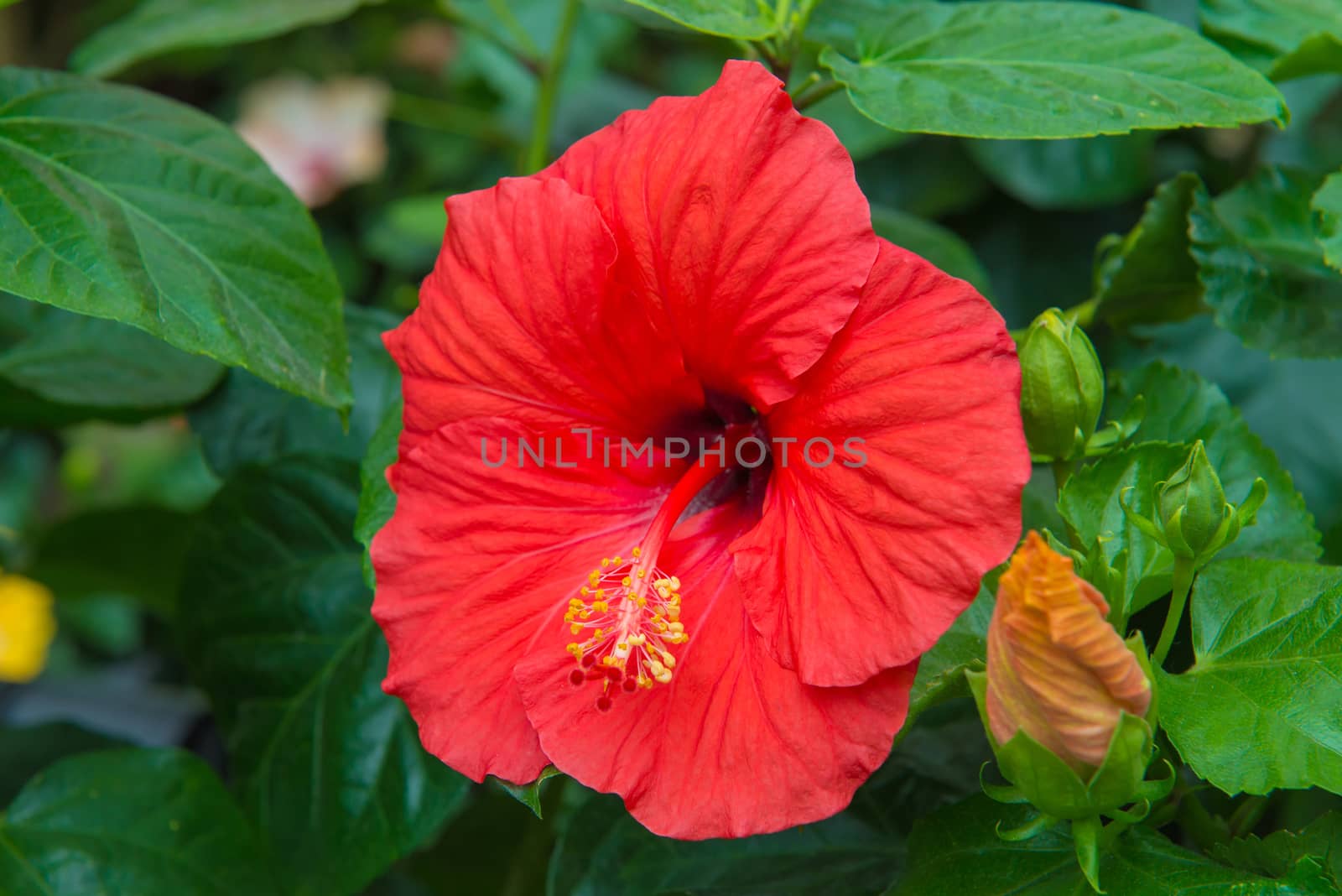 Fresh hibiscus red flower in the garden.