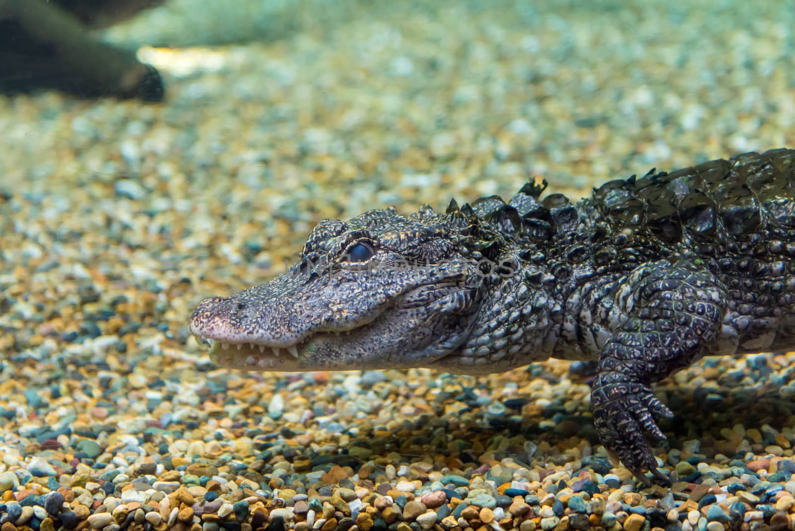 Crocodiles swimming through water at Crocodile Farm.