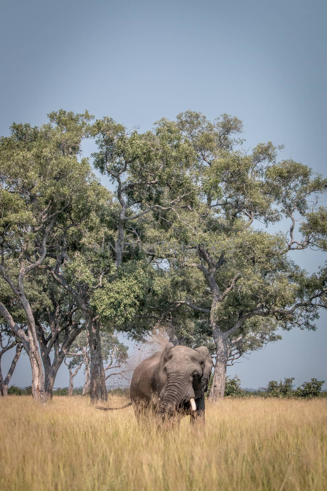 An Elephant playing with the mud. by Simoneemanphotography