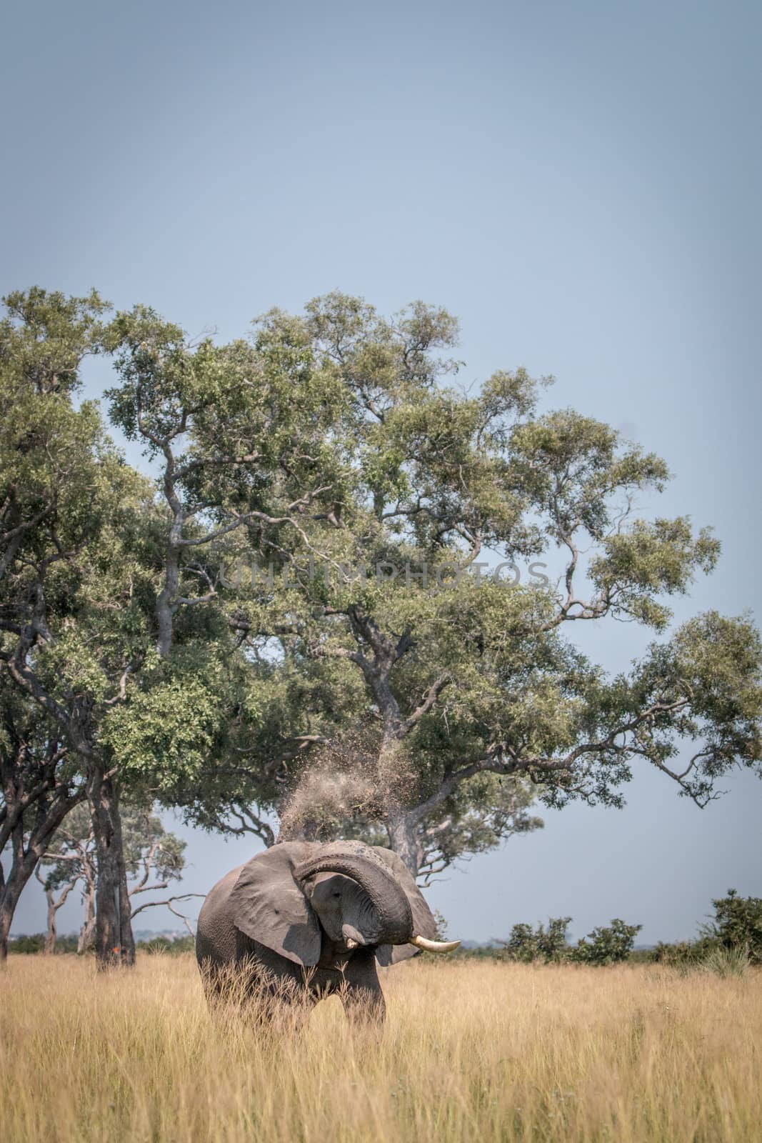 An Elephant playing with the mud in the Chobe National Park, Botswana.