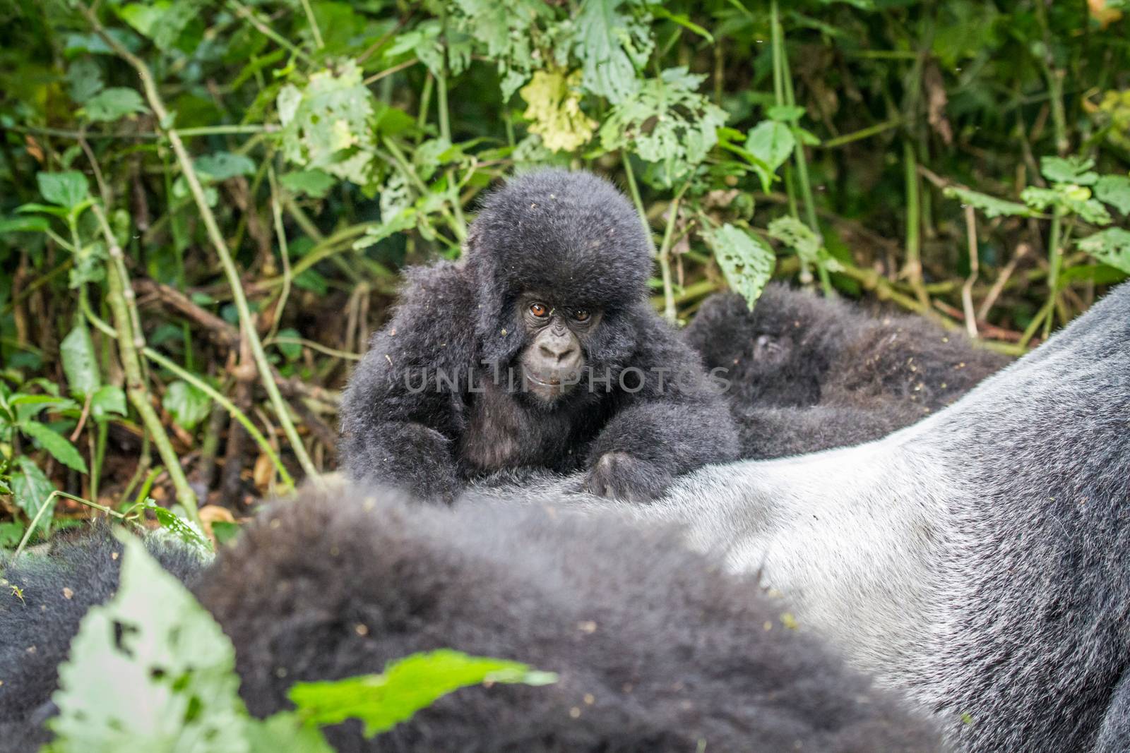 Baby Mountain gorilla on a Silverback in the Virunga National Park, Democratic Republic Of Congo.
