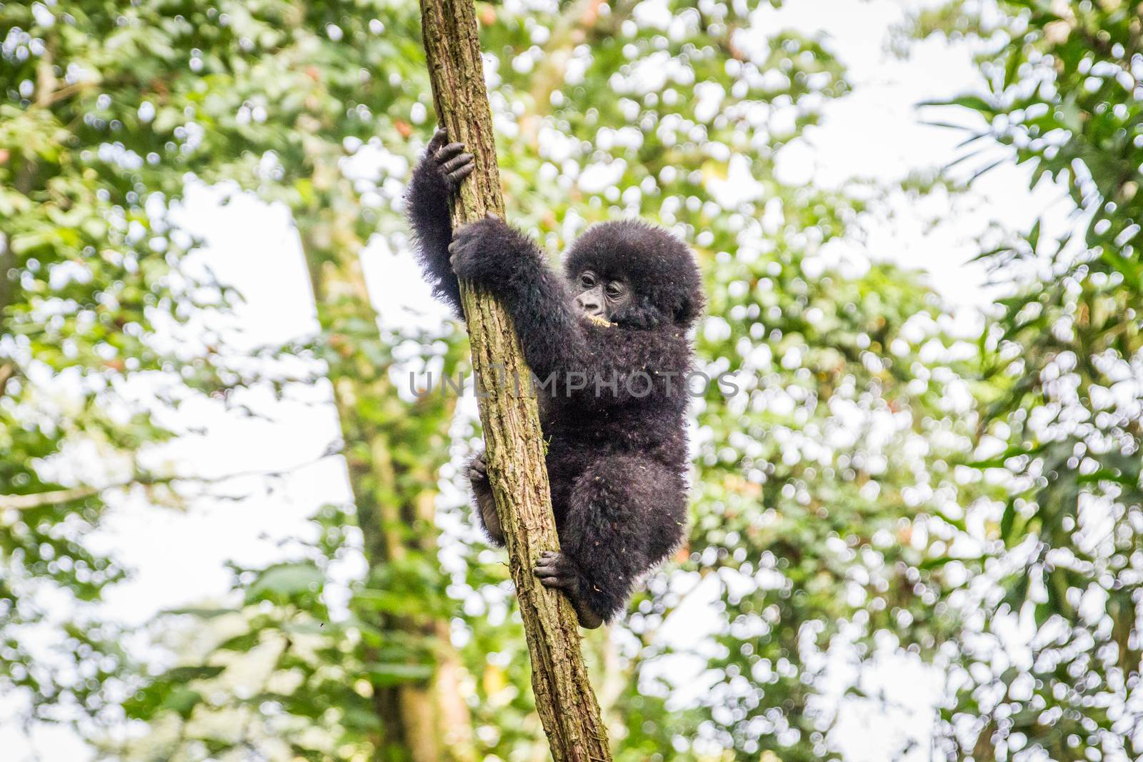Baby Mountain gorilla climbing in a tree in the Virunga National Park, Democratic Republic Of Congo.