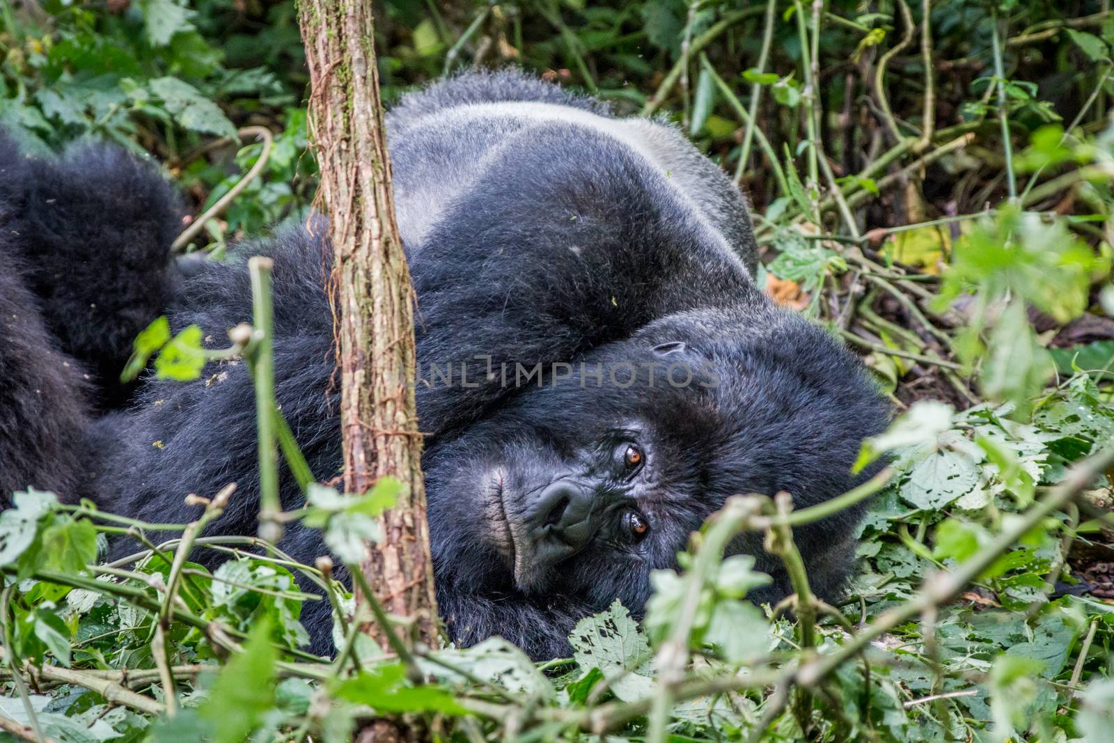 Silverback Mountain gorilla laying down in the Virunga National Park, Democratic Republic Of Congo.