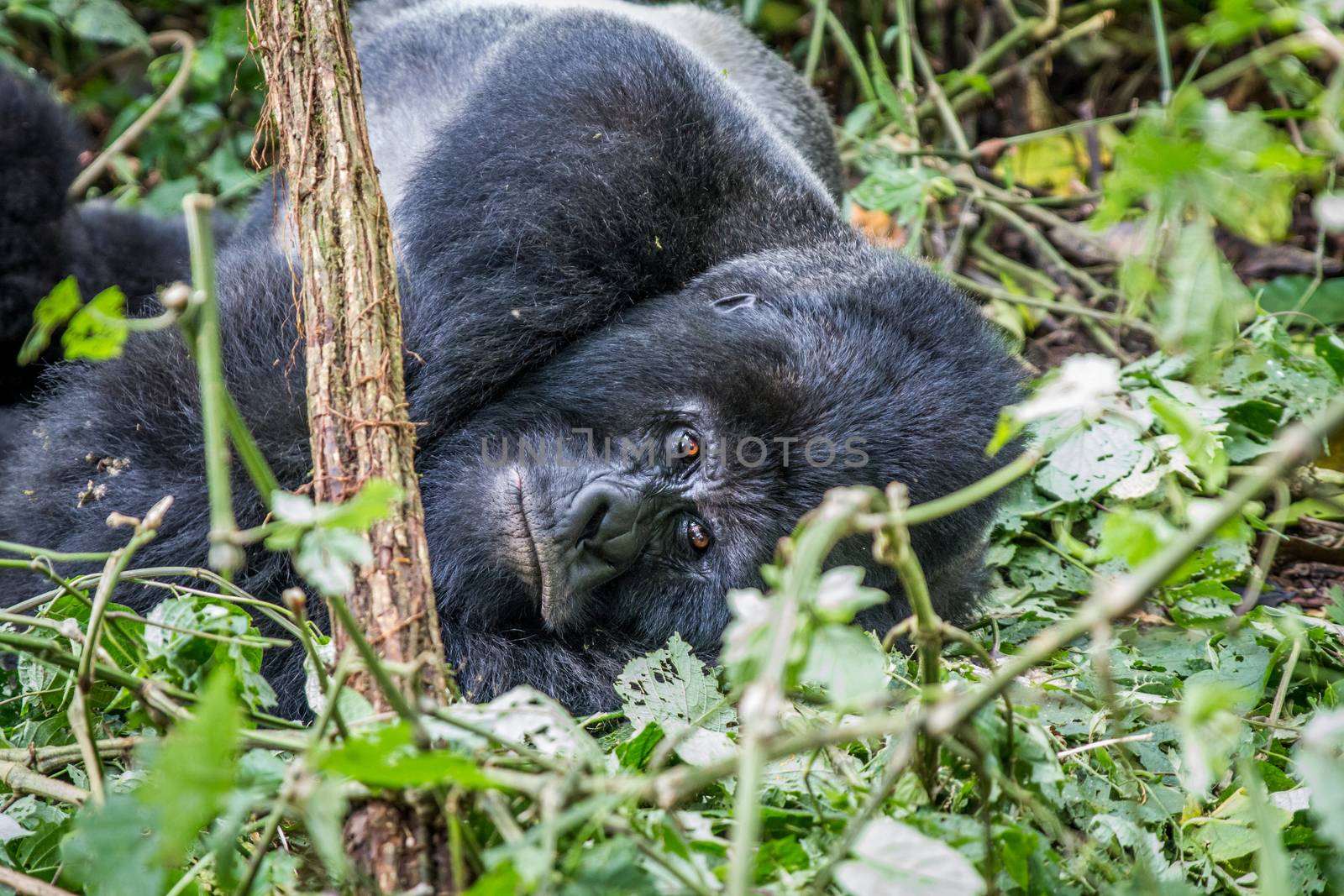 Silverback Mountain gorilla laying down in the Virunga National Park, Democratic Republic Of Congo.