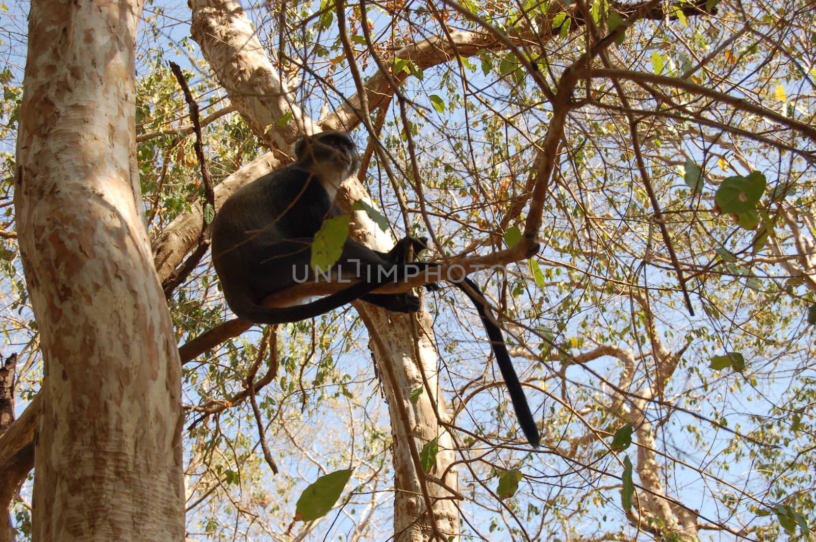 Wild small monkey sitting on the tree in hotel area.