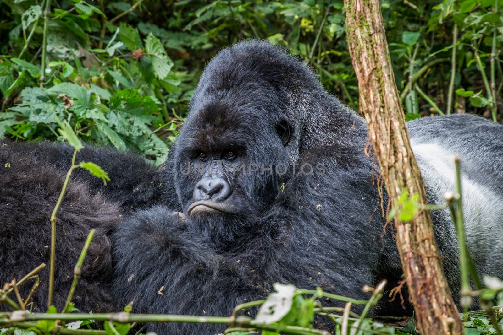 Silverback Mountain gorilla laying down in the Virunga national Park, Democratic Republic Of Congo.