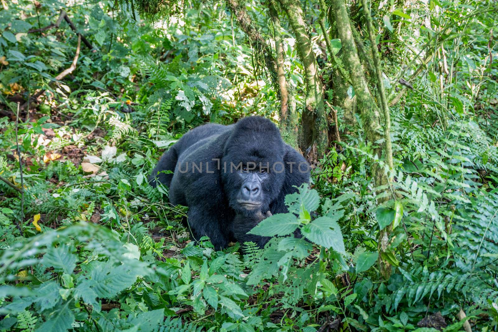 Silverback Mountain gorilla laying on the ground in the Virunga National Park, Democratic Republic Of Congo.