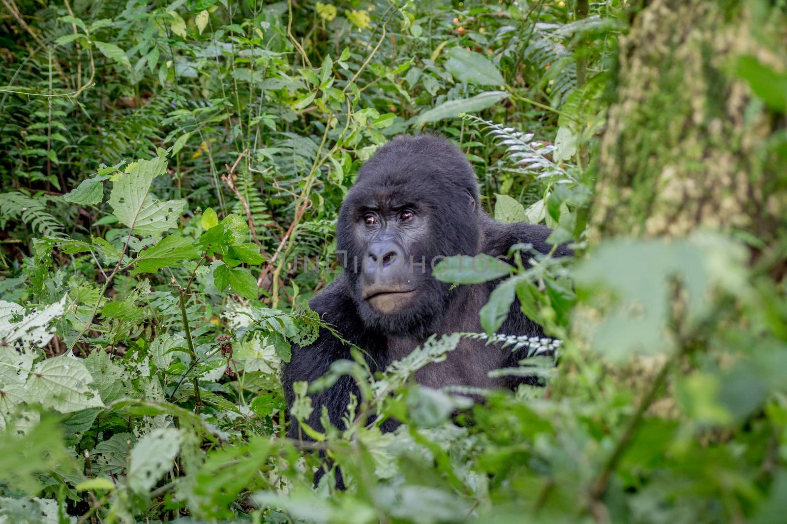 Close up of a Silverback Mountain gorilla in the Virunga National Park, Democratic Republic Of Congo.