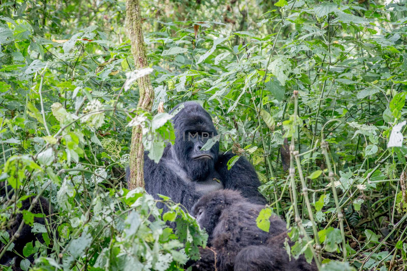 Silverback Mountain gorilla sitting in between the bushes in the Virunga National Park, Democratic Republic Of Congo.