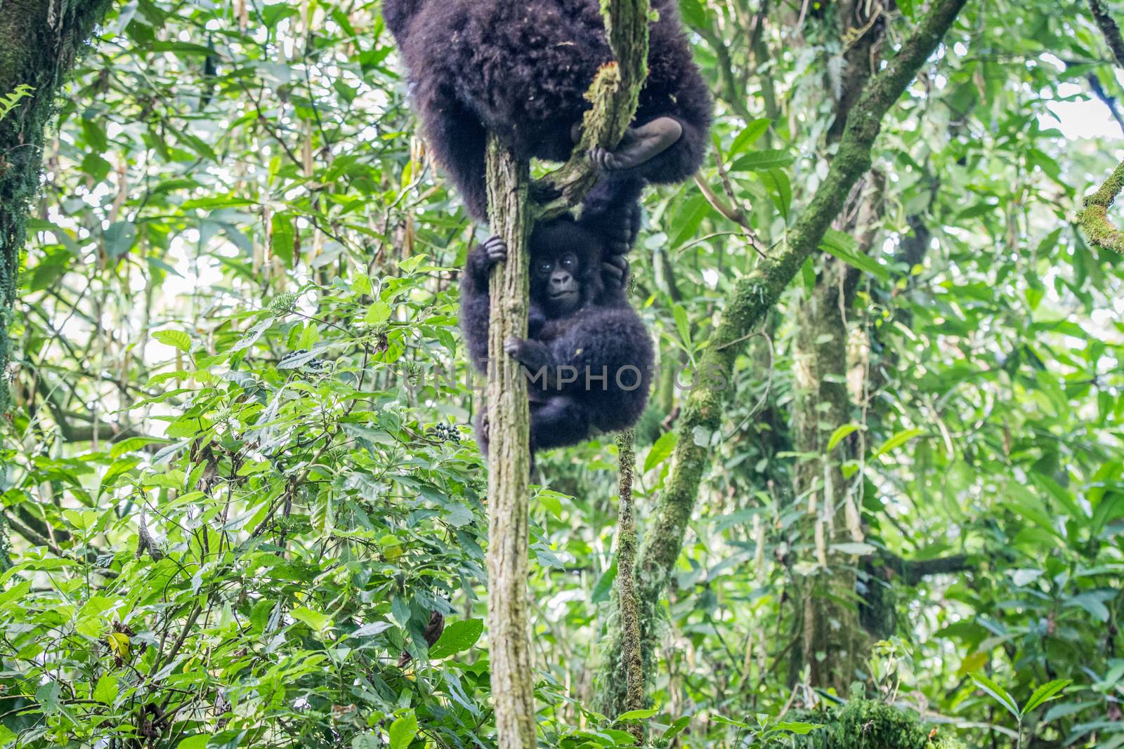 Baby Mountain gorilla playing in a tree in the Virunga National Park, Democratic Republic Of Congo.