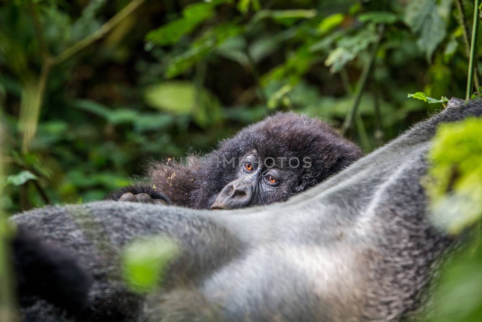 Close up of a baby Mountain gorilla. by Simoneemanphotography