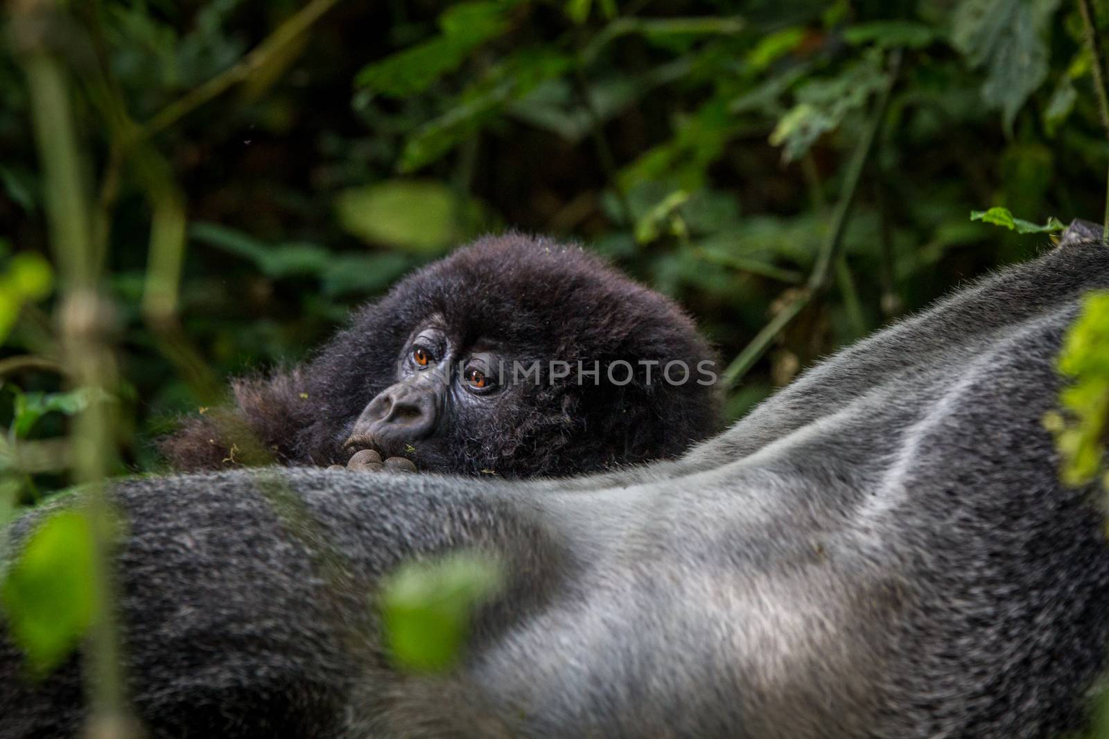 Close up of a baby Mountain gorilla in the Virunga National Park, Democratic Republic Of Congo.