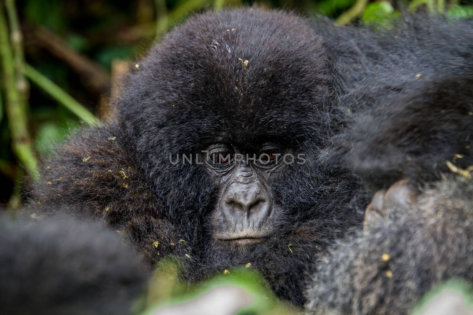 Close up of a baby Mountain gorilla in the Virunga National Park, Democratic Republic Of Congo.