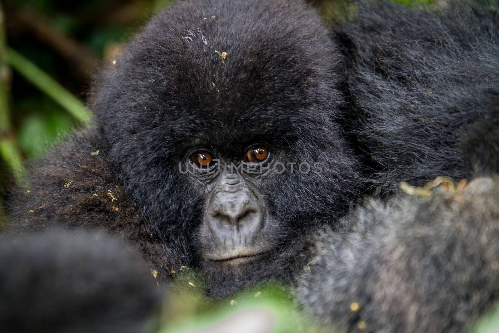 Close up of a baby Mountain gorilla. by Simoneemanphotography