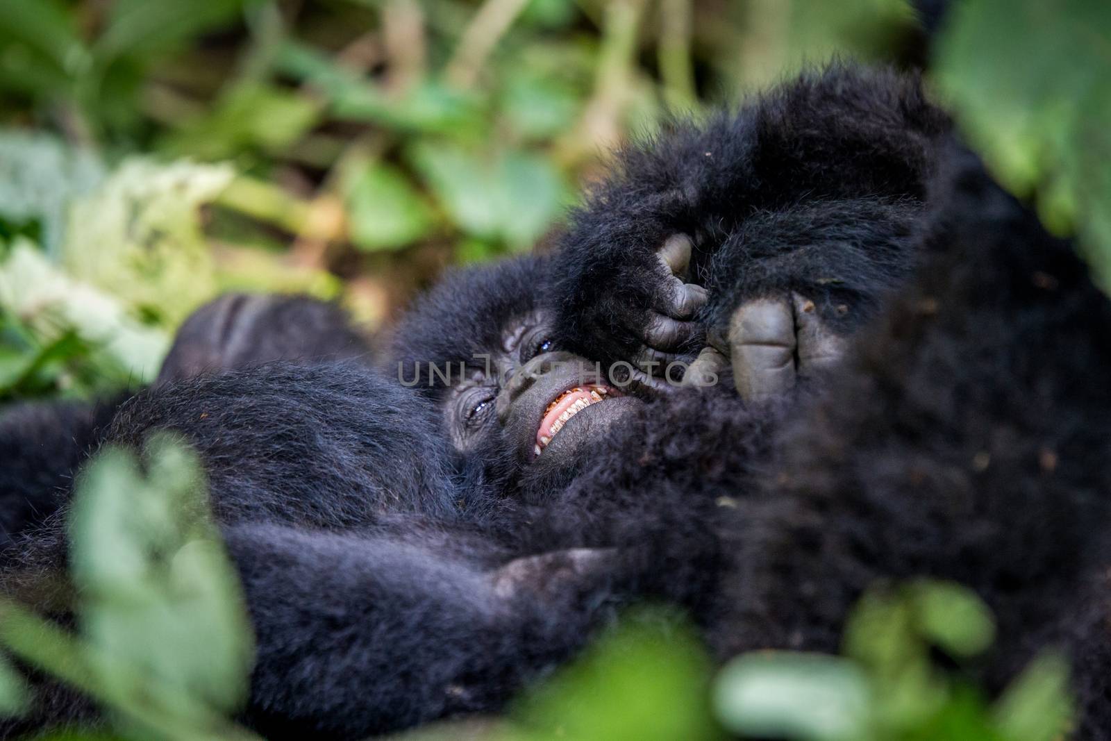 Close up of a baby Mountain gorilla. by Simoneemanphotography