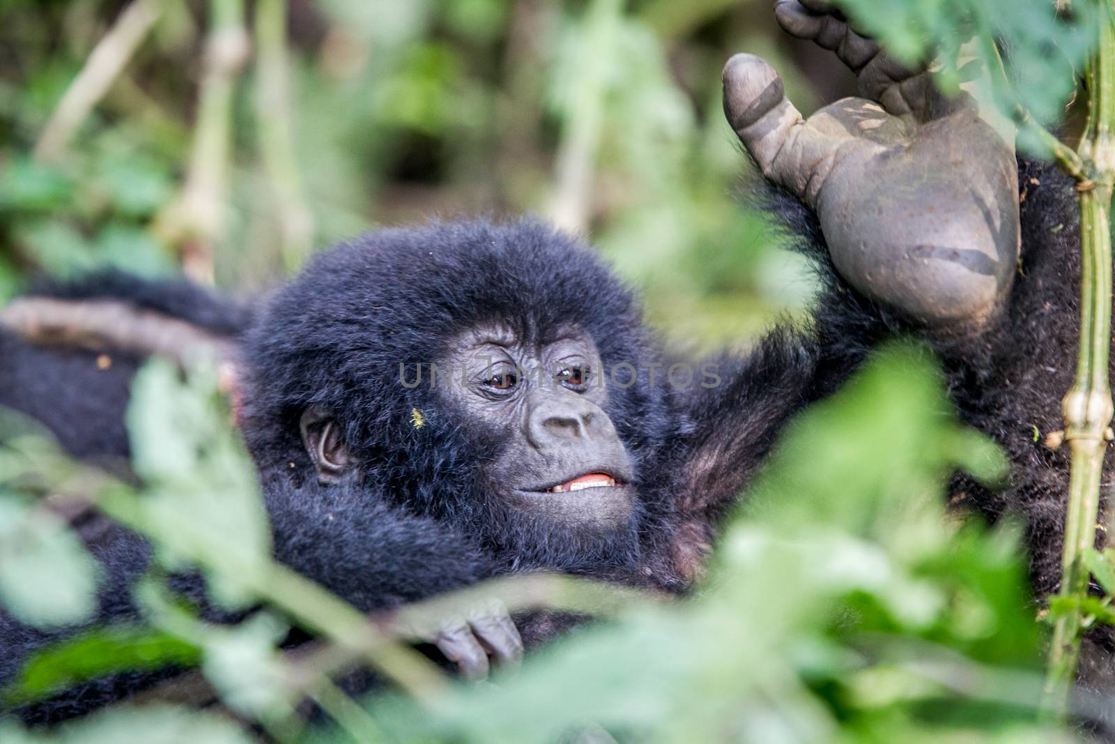 Close up of a baby Mountain gorilla. by Simoneemanphotography