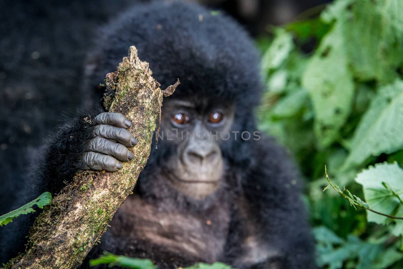 Close up of the hand of a baby Mountain gorilla in the Virunga National Park, Democratic Republic Of Congo.