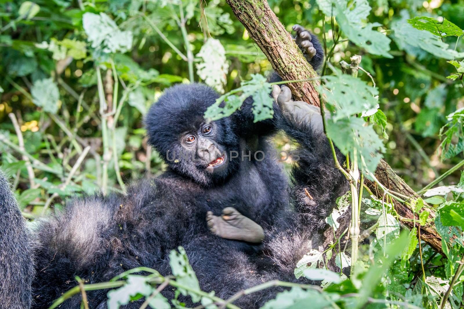 Close up of a baby Mountain gorilla. by Simoneemanphotography