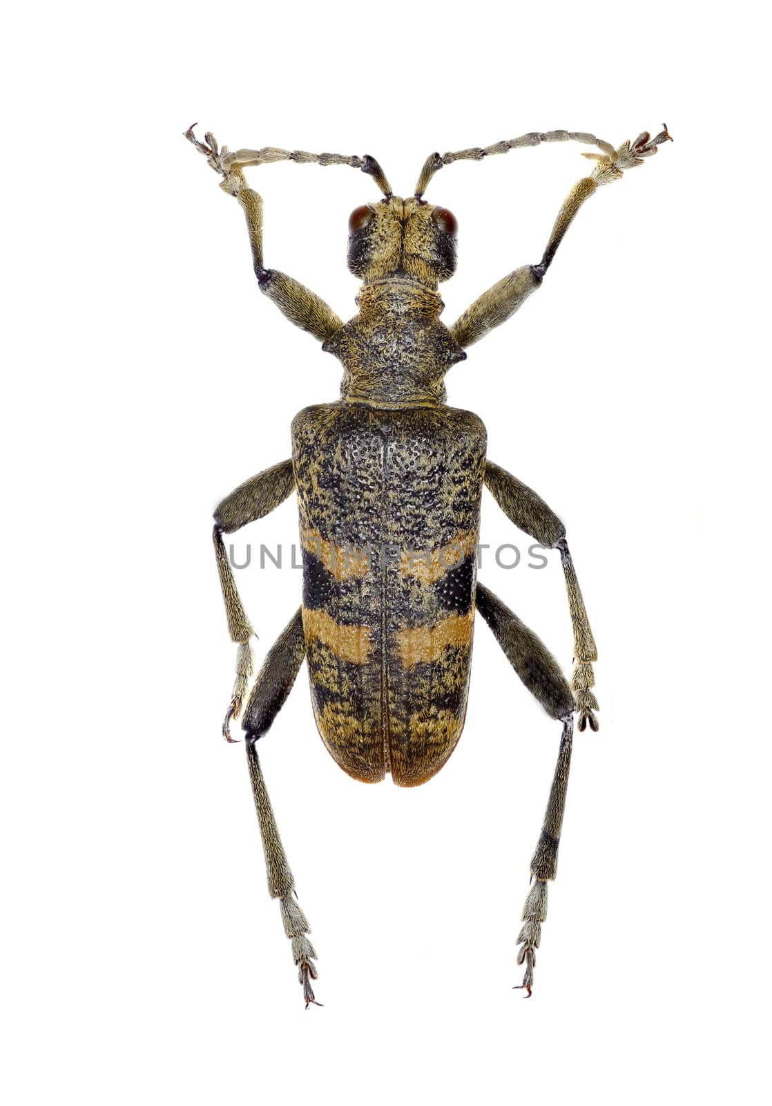 Blackspotted Pliers Support Beetle on white Background  -  Rhagium mordax (DeGeer, 1775) by gstalker