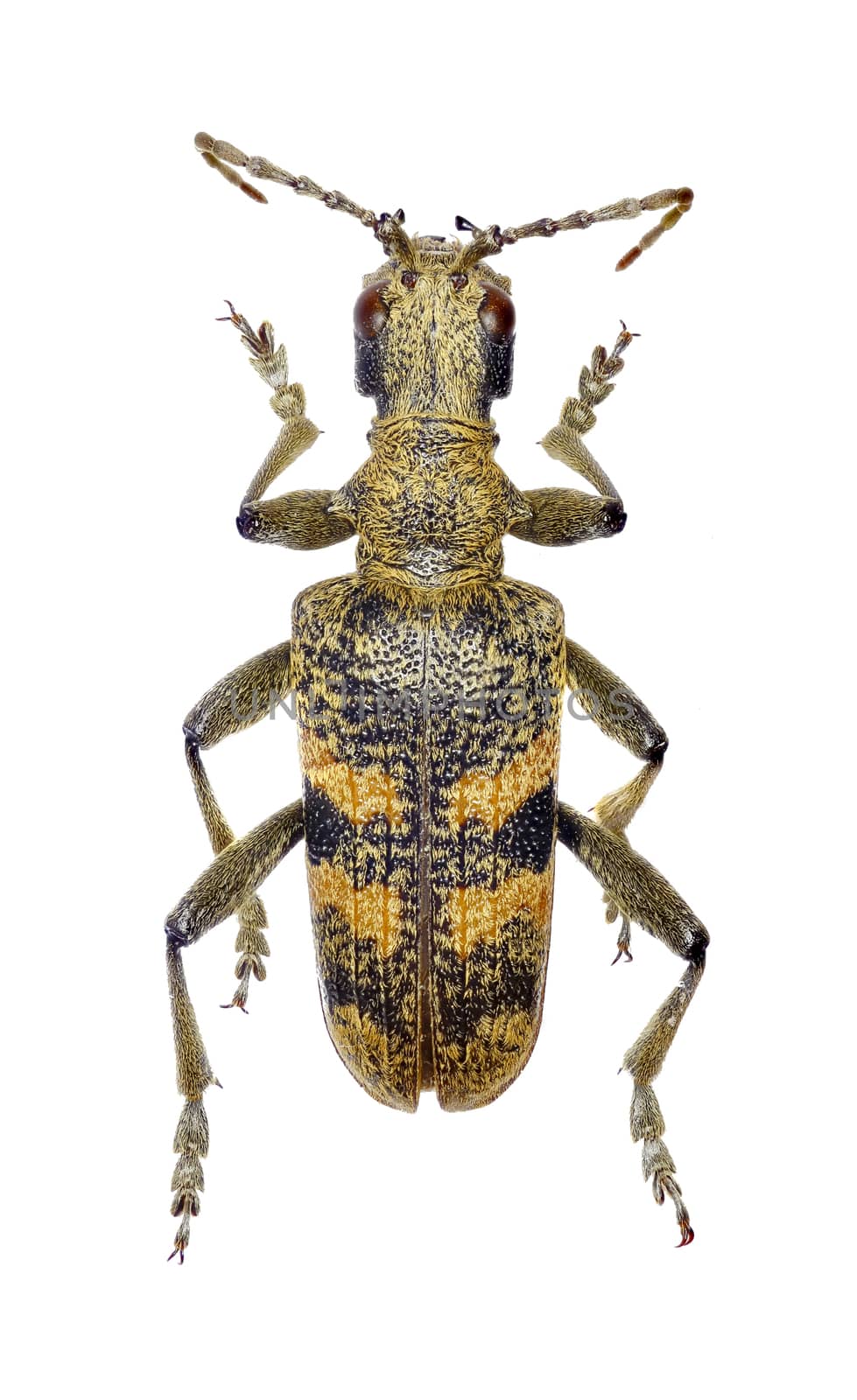 Blackspotted Pliers Support Beetle on white Background  -  Rhagium mordax (DeGeer, 1775) by gstalker