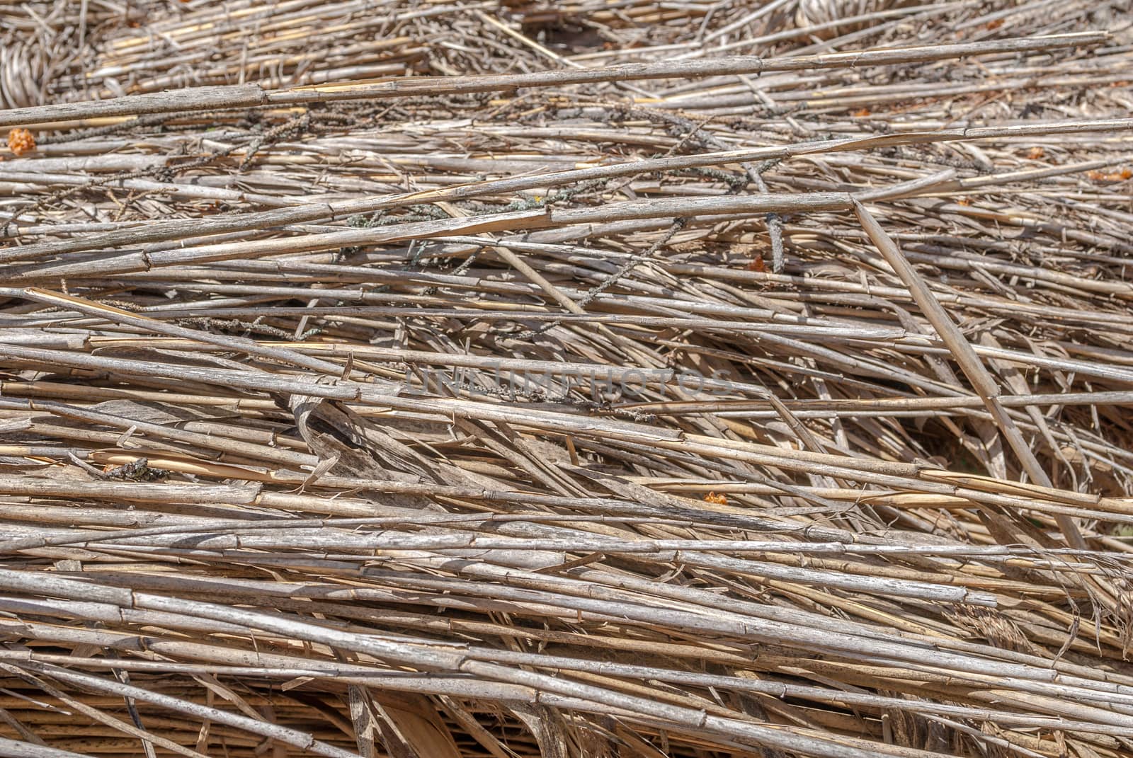 natural abstract striped background, texture of the dry reeds, dry grass, dried stalks by uvisni