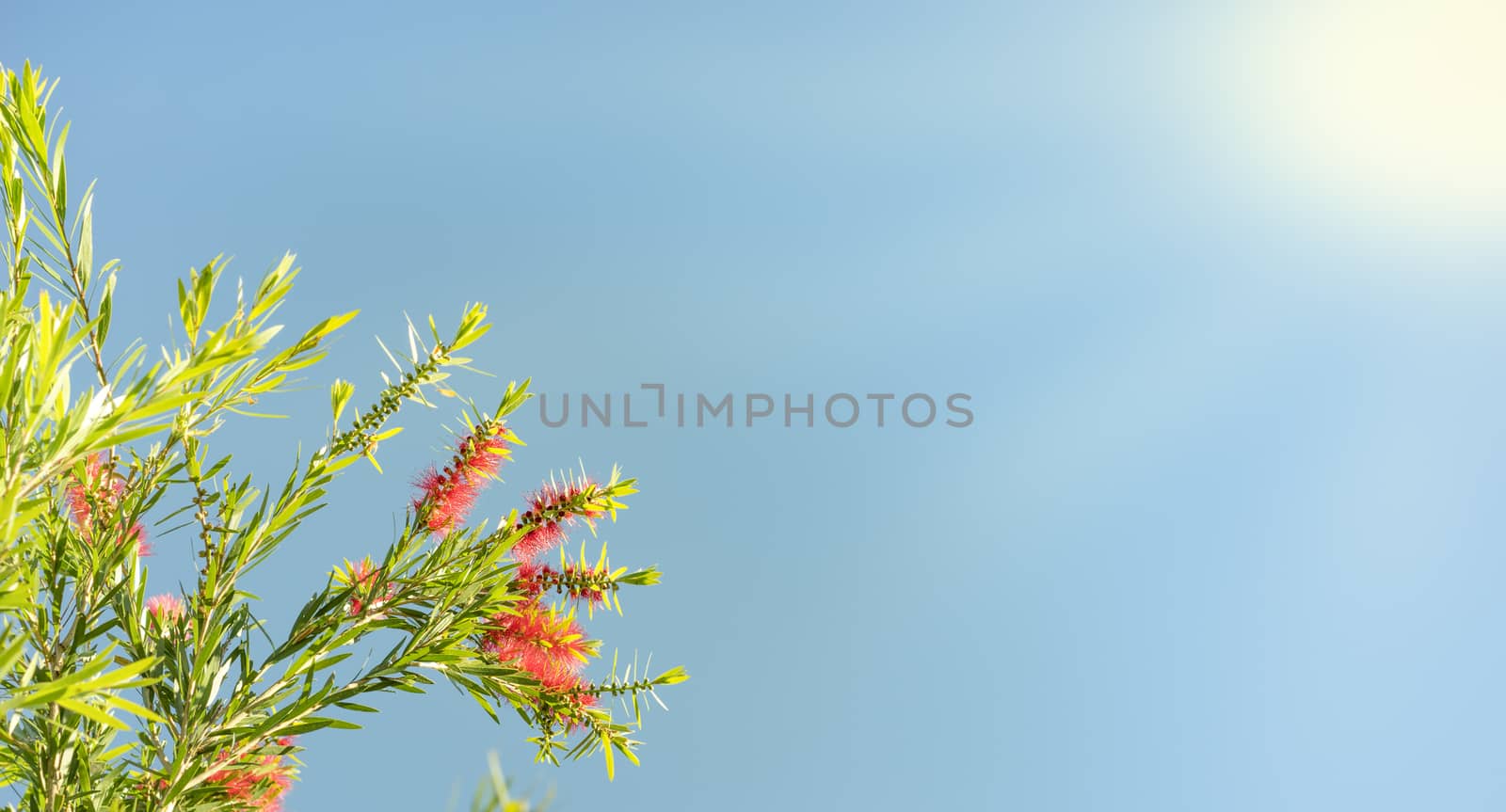 Sunlight on Australian callistemon blossoms condolence funeral background with clear blue sky, red flowers and green leaves