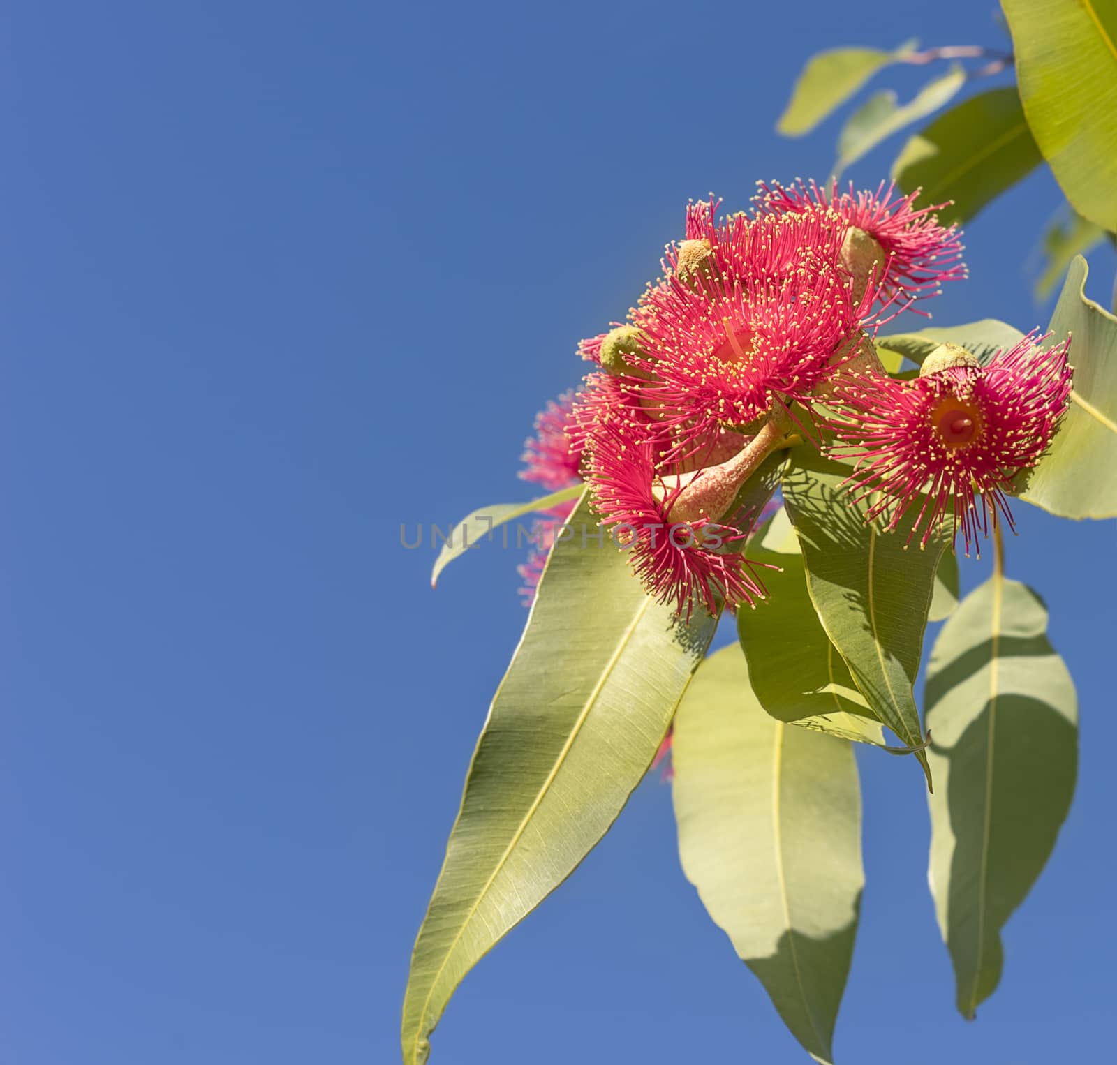 Beautiful brilliant red eucalyptus flowers of Australian native gum tree with green gum leaves against clear blue sky background