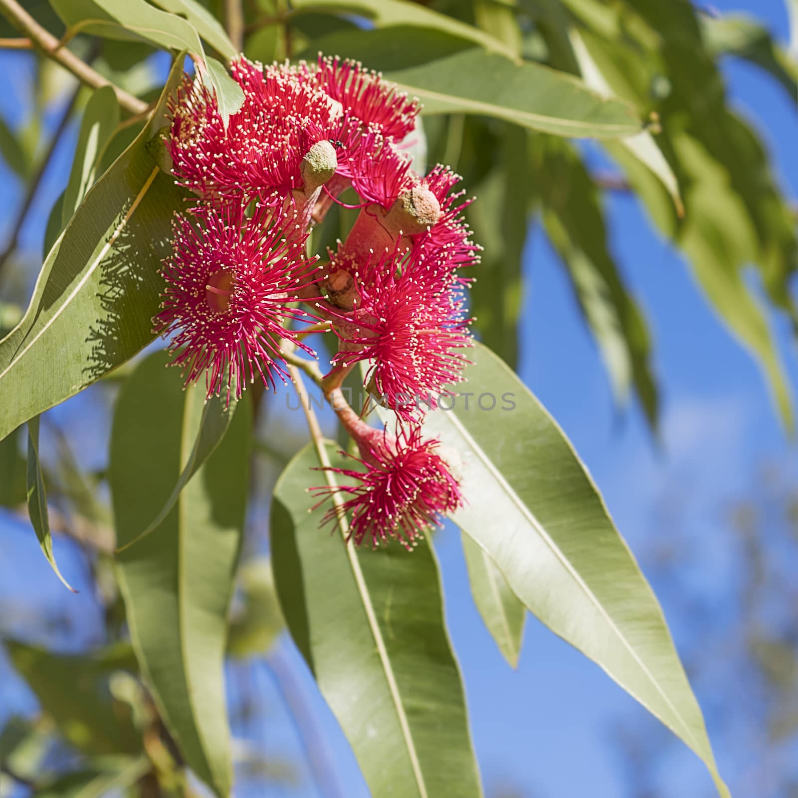 Australian iconic red eucalyptus flowers with green gum leaves and blue sky background close up in square format