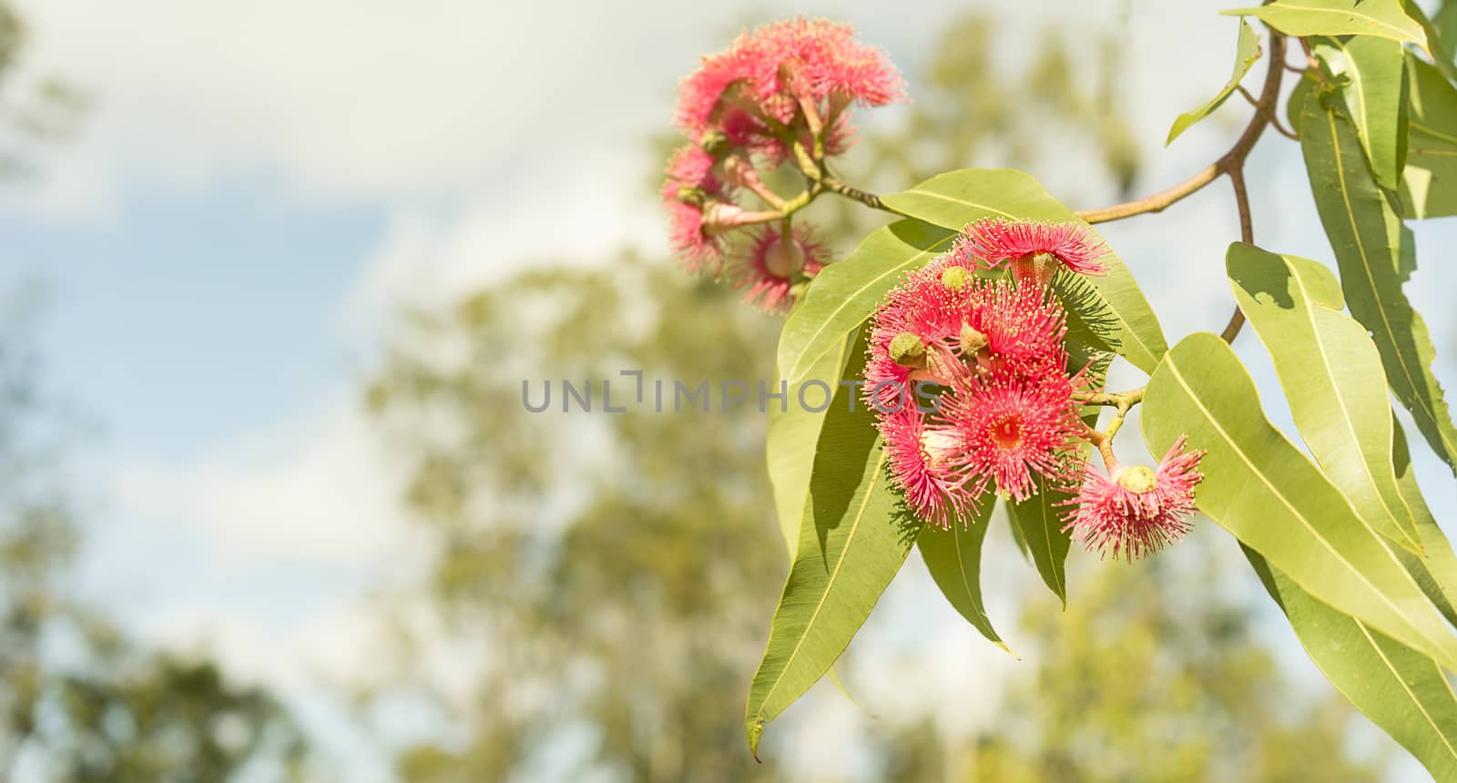 Panoramic view of Australian red flowers and green gum leaves of eucalyptus tree