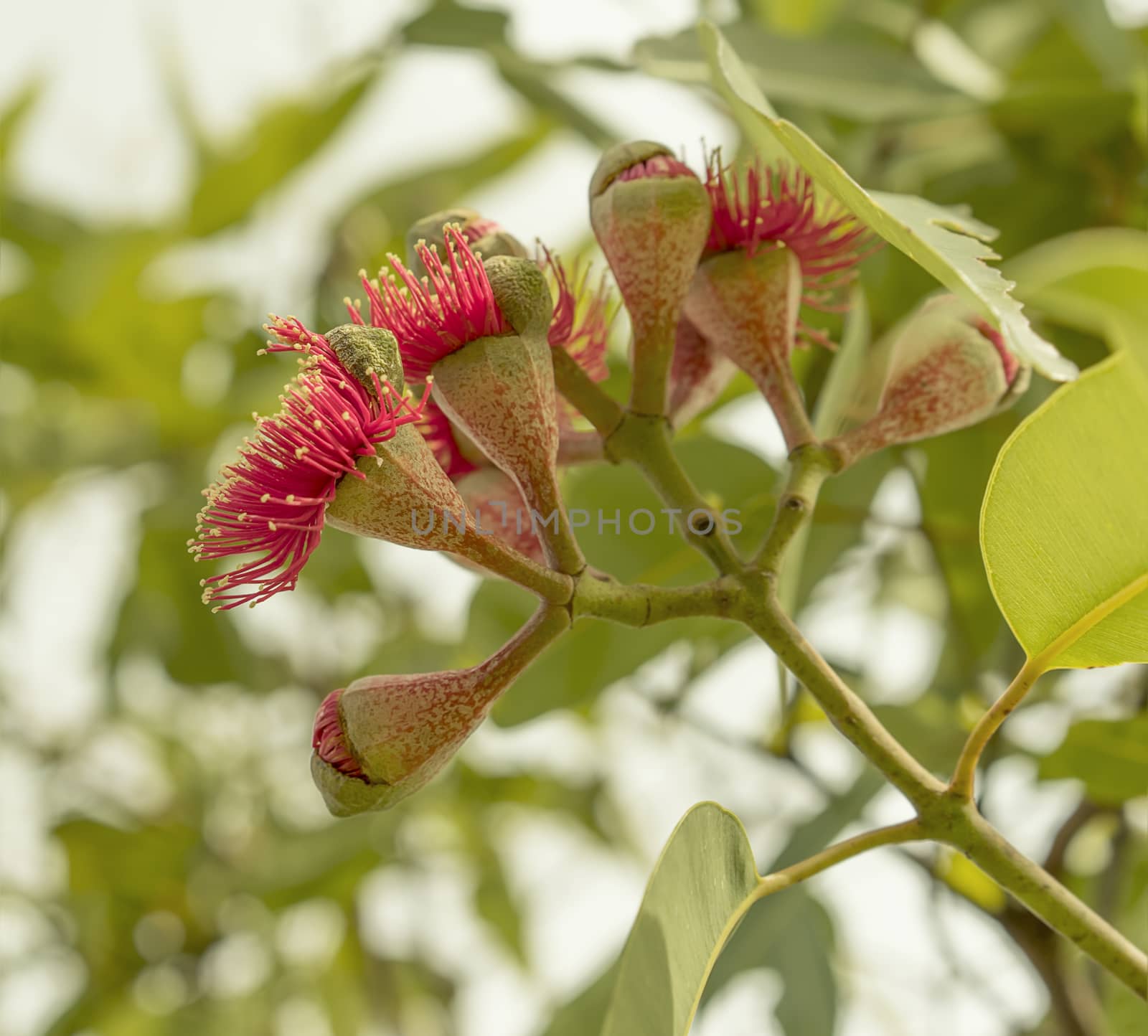 Reproduction flowering stage of Australian gumnuts of the iconic red flower gumtree Eucalyptus ptychocarpa 