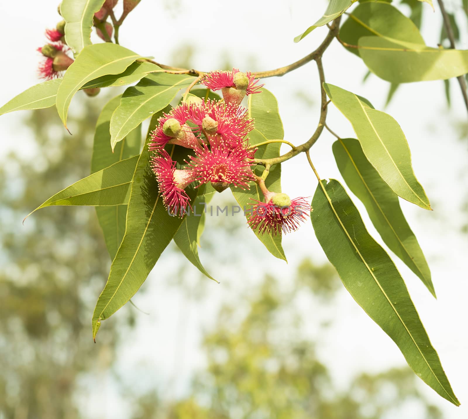 Red wildflowers of Australian eucalyptus gumtree by sherj