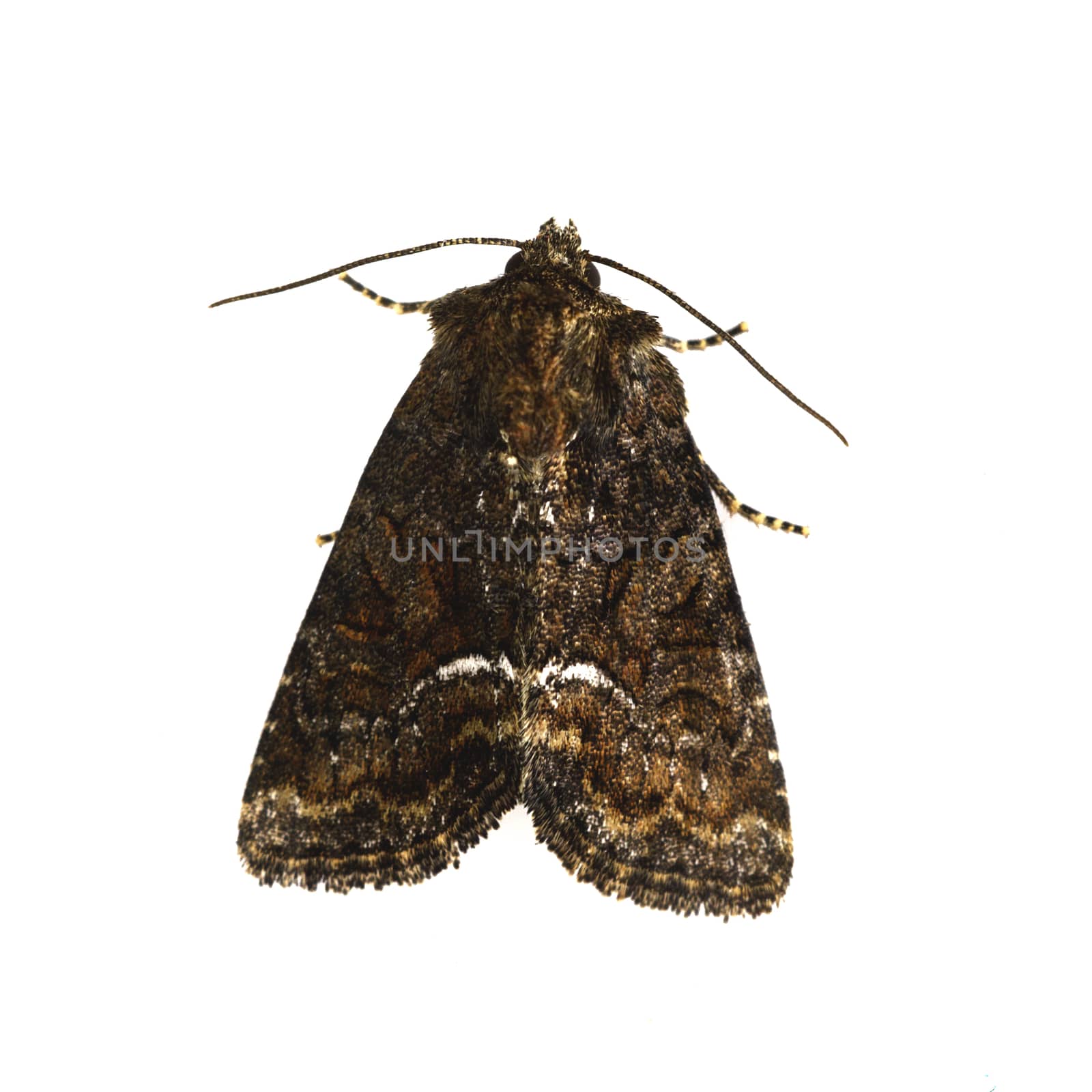 Brown moth on a white background by neryx