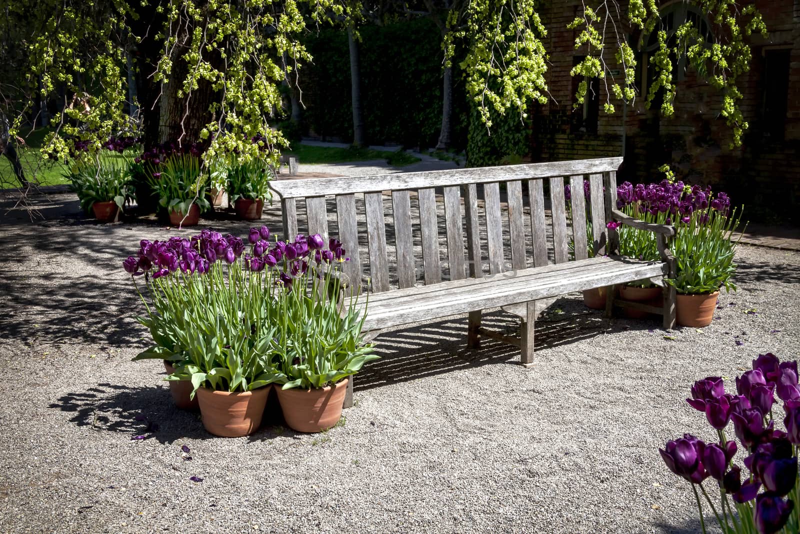 This bench is located in a formal botanical garden. The garden featured freshly blooming purple tulips which can be found throughout the park.